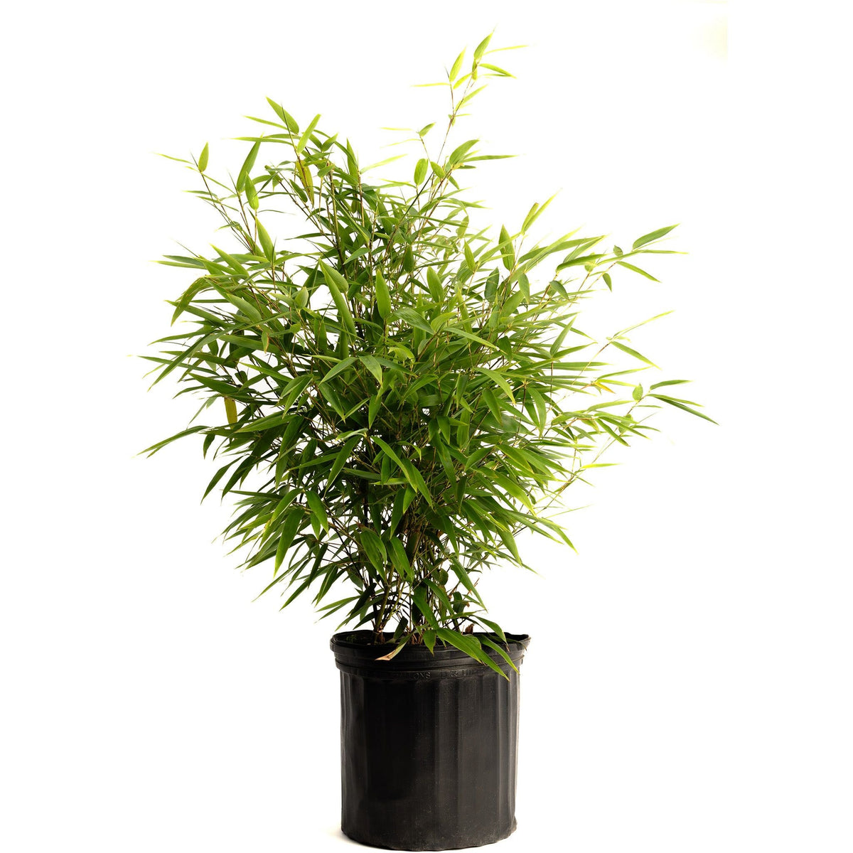 Black Bamboo Plant – Live Phyllostachys Bamboo Indoor Outdoor Plant
