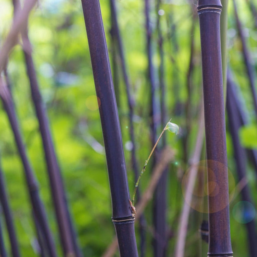 Black Bamboo Plant – Live Phyllostachys Bamboo Indoor Outdoor Plant