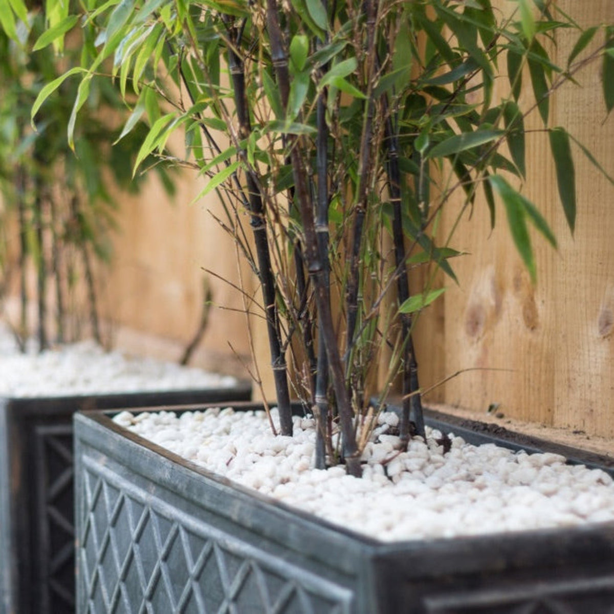 Black Bamboo Plant – Live Phyllostachys Bamboo Indoor Outdoor Plant
