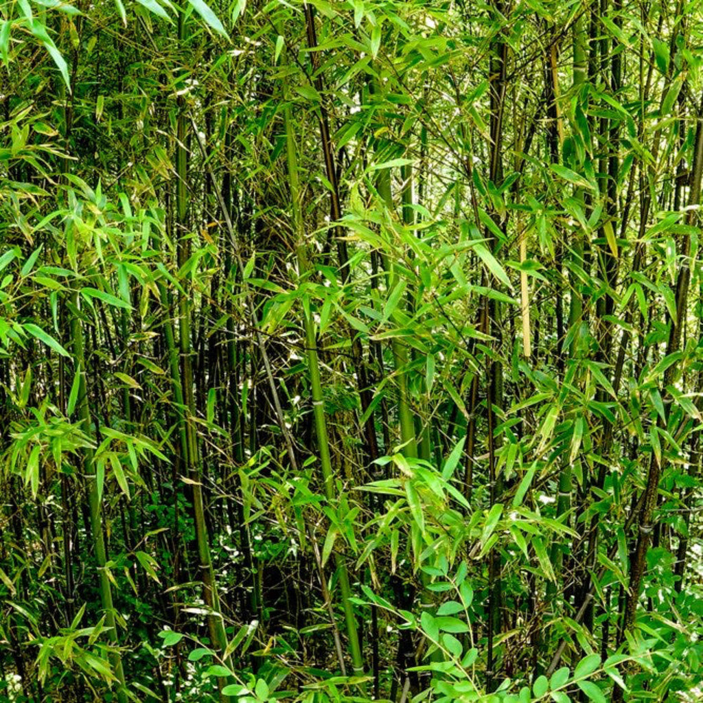 Black Bamboo Plant – Live Phyllostachys Bamboo Indoor Outdoor Plant