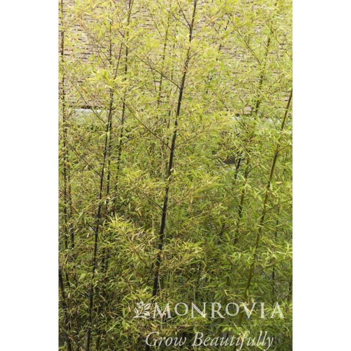 Black Bamboo Plant – Live Phyllostachys Bamboo Indoor Outdoor Plant